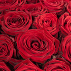 Blumenstrauß  'Red Passion'  - Stiellänge ca. 50 cm - Strauß frischer roter Rosen