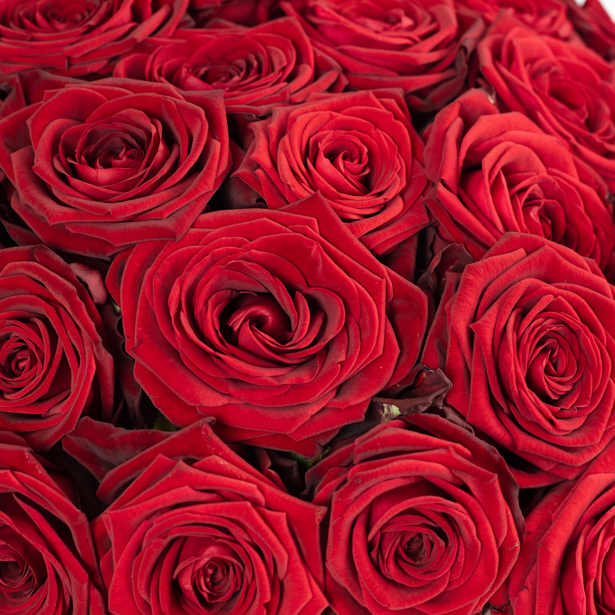 Blumenstrauß  'Red Passion'  - Stiellänge ca. 50 cm - Strauß frischer roter Rosen