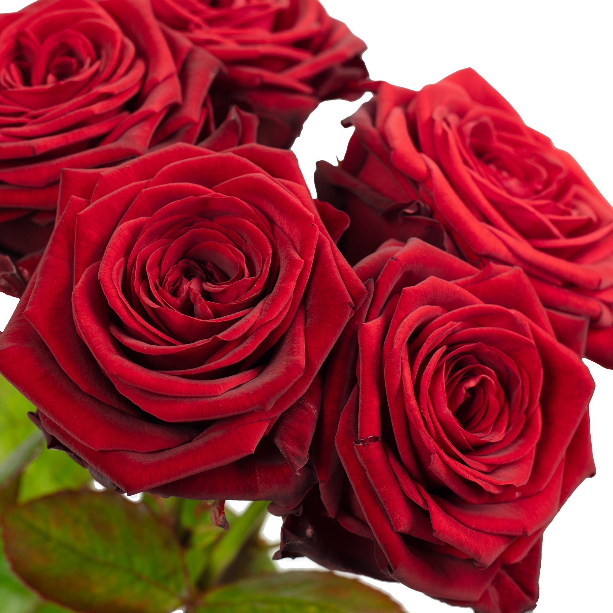 Blumenstrauß  'Red Passion'  - Stiellänge ca. 50 cm - Strauß frischer roter Rosen