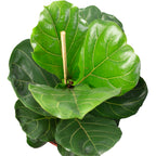 Geigenfeige - Ficus Lyrata - Höhe ca. 100 cm, Topf-Ø 21 cm