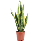 Bogenhanf - Sansevieria trifasciata Laurentii - Höhe ca. 65 cm, Topf-Ø 17 cm