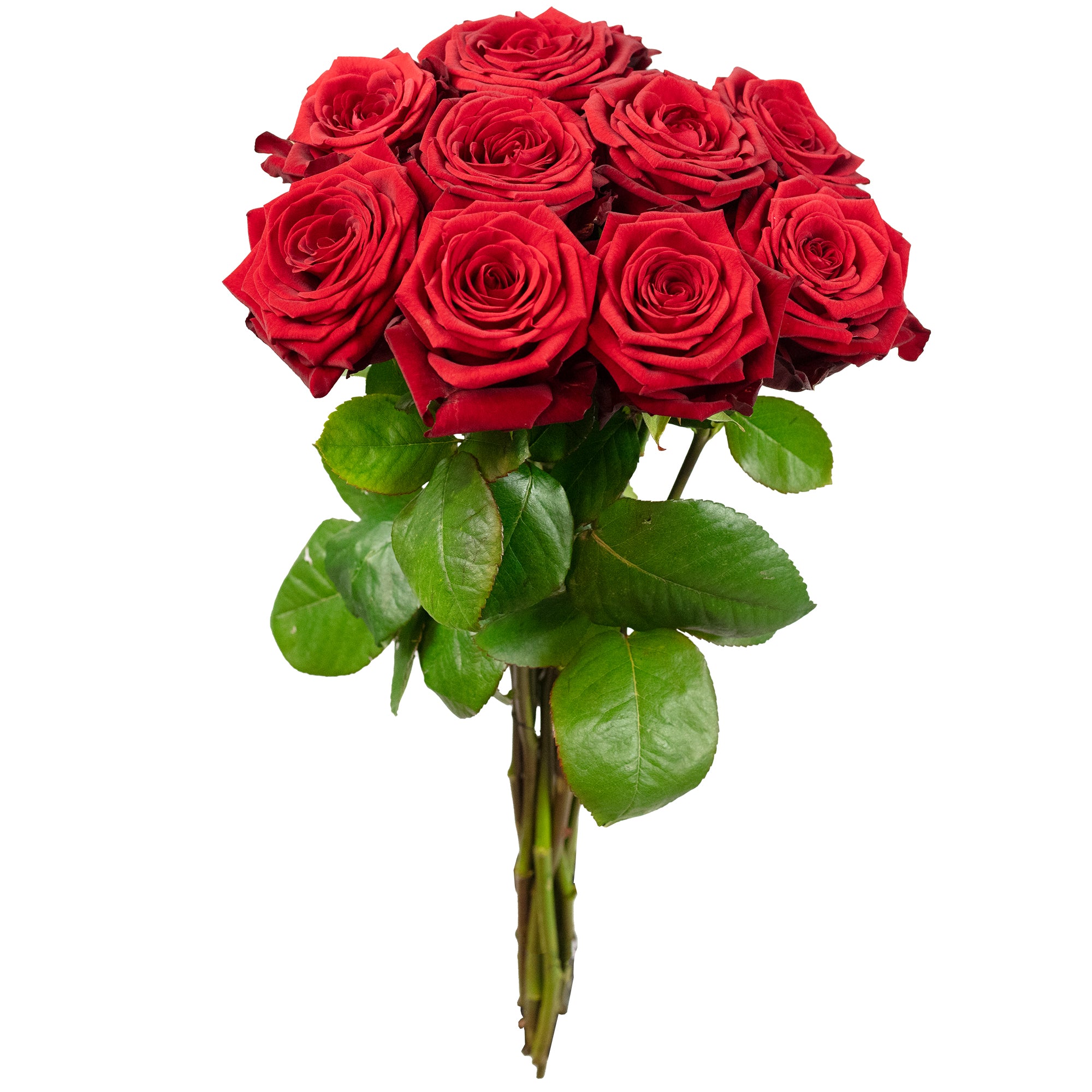 Blumenstrauß  'Red Passion'  - Stiellänge ca. 50 cm - Strauß frischer roter Rosen