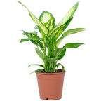Dieffenbachia - Hauteur env. 35 cm, diamètre du pot 12 cm