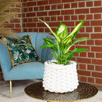 Dieffenbachia - Hauteur env. 35 cm, diamètre du pot 12 cm