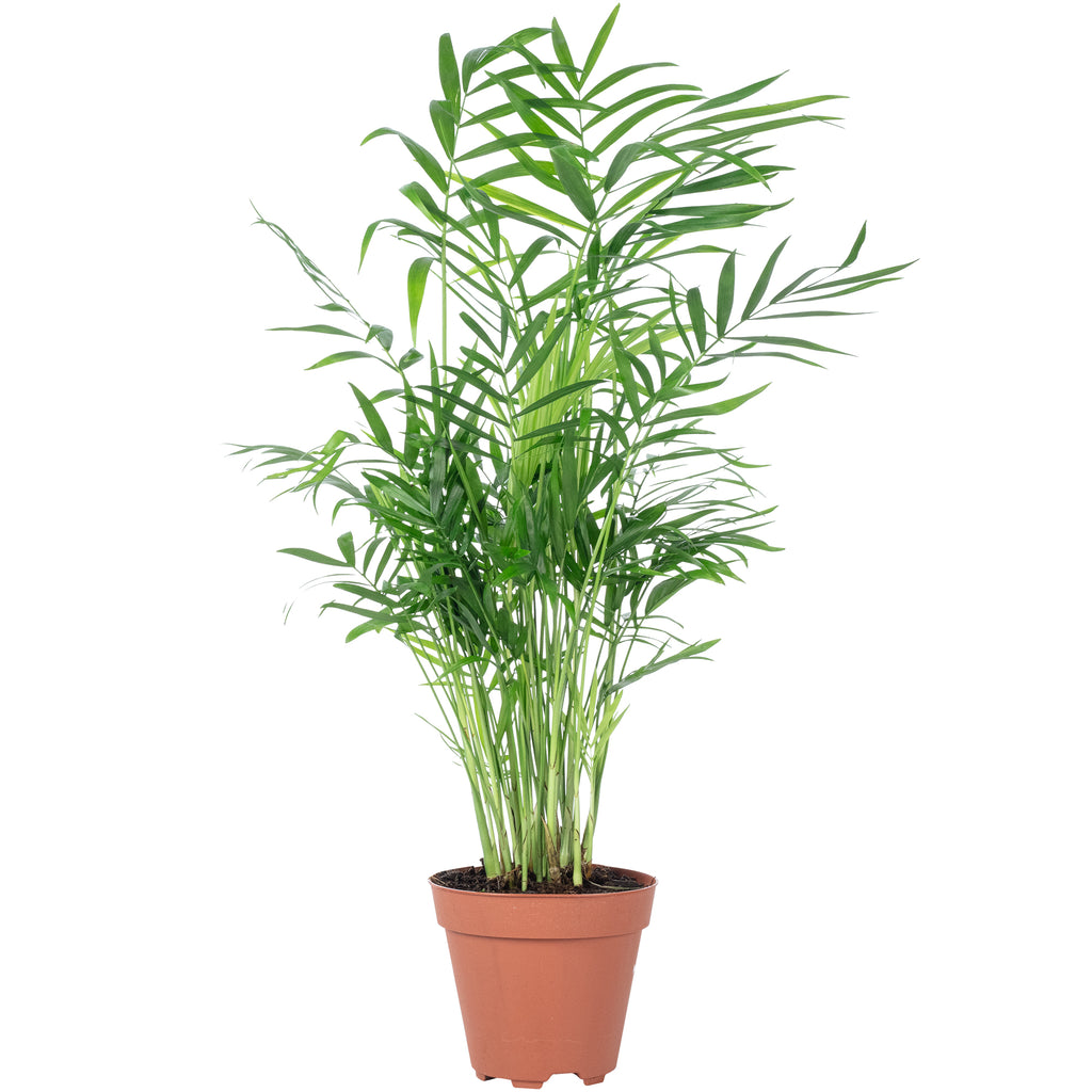 Bergpalme - Chamaedorea elegans - Höhe ca. 35 cm, Topf-Ø 12 cm