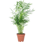Bergpalme - Chamaedorea elegans - Höhe ca. 35 cm, Topf-Ø 12 cm