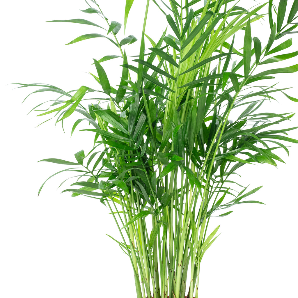 Bergpalme - Chamaedorea elegans - Höhe ca. 35 cm, Topf-Ø 12 cm