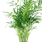 Bergpalme - Chamaedorea elegans - Höhe ca. 35 cm, Topf-Ø 12 cm