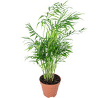 Bergpalme - Chamaedorea elegans - Höhe ca. 35 cm, Topf-Ø 12 cm