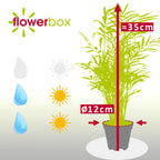 Bergpalme - Chamaedorea elegans - Höhe ca. 35 cm, Topf-Ø 12 cm