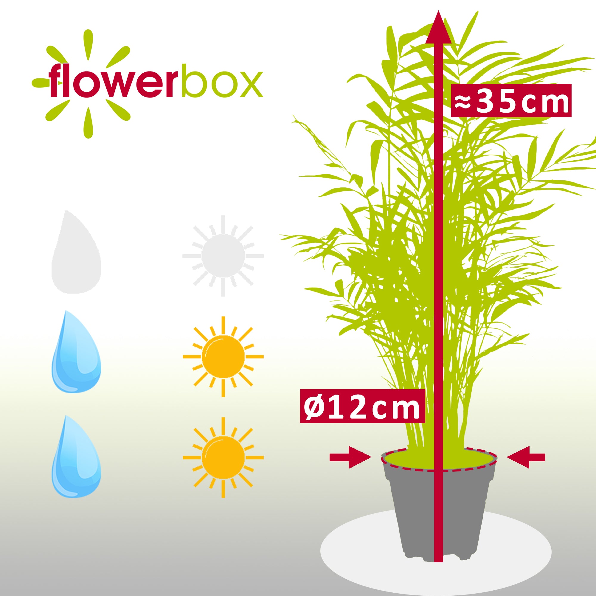 Bergpalme - Chamaedorea elegans - Höhe ca. 35 cm, Topf-Ø 12 cm