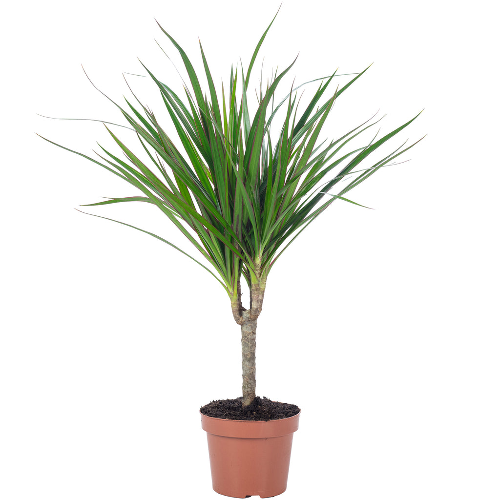 Dragonnier (Dracaena marginata) - Hauteur env. 35 cm, diamètre du pot 12 cm