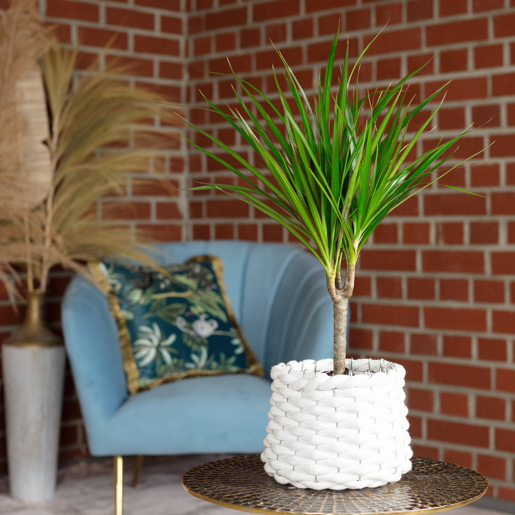Dragonnier (Dracaena marginata) - Hauteur env. 35 cm, diamètre du pot 12 cm