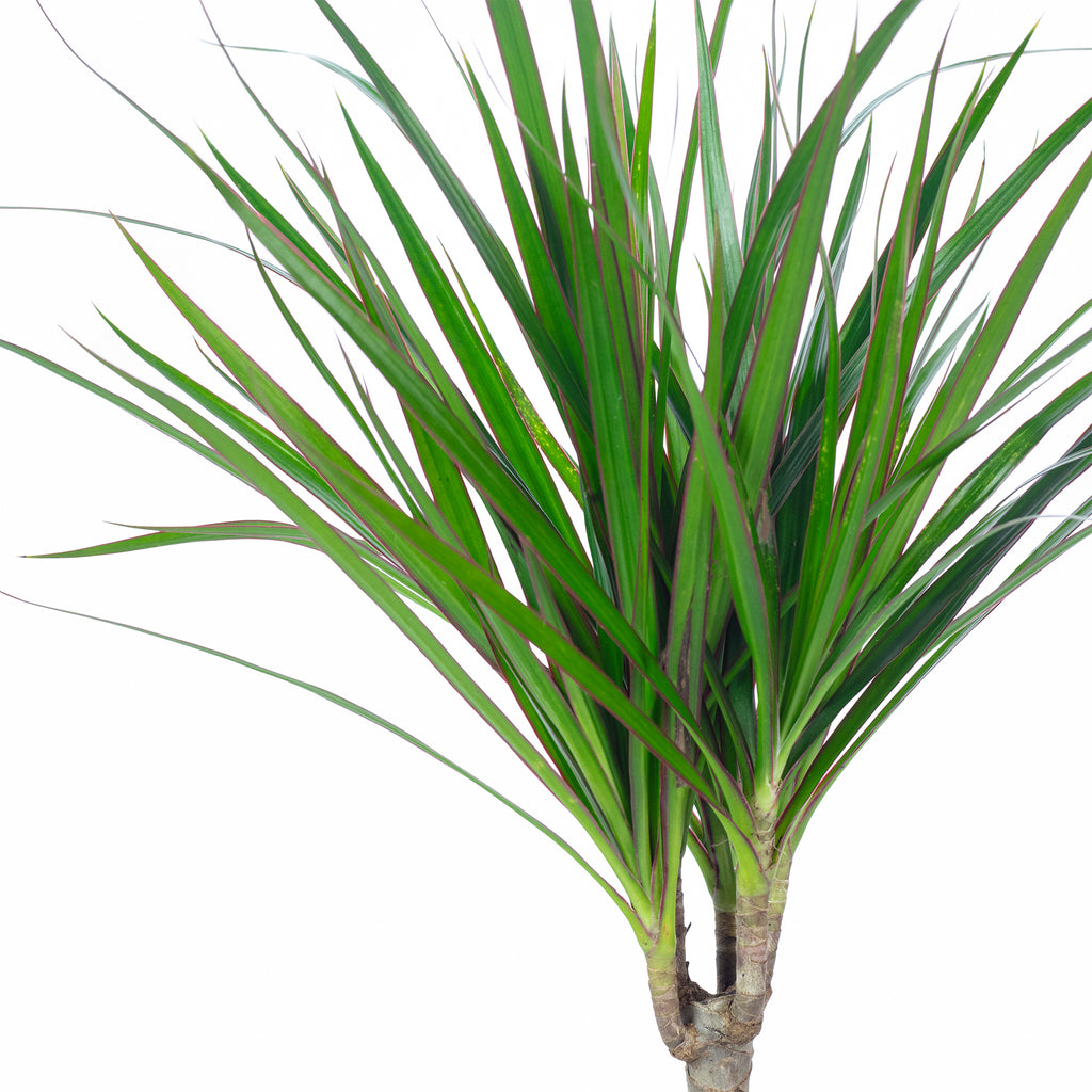 Dragonnier (Dracaena marginata) - Hauteur env. 35 cm, diamètre du pot 12 cm