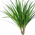 Dragonnier (Dracaena marginata) - Hauteur env. 35 cm, diamètre du pot 12 cm