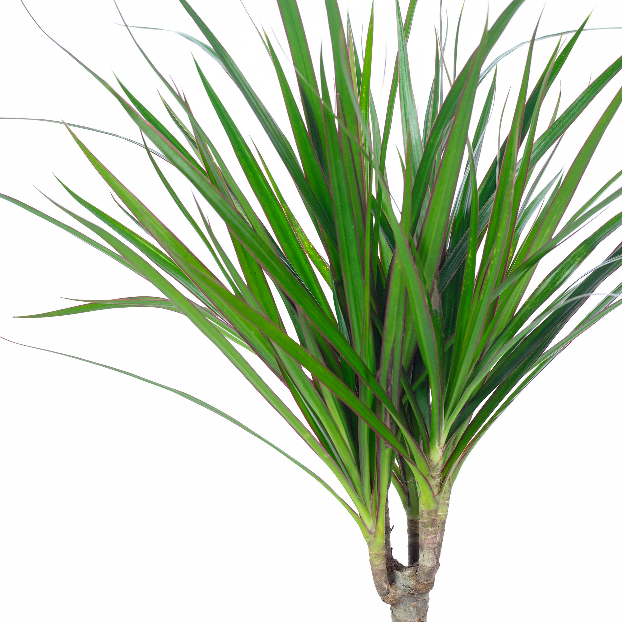 Dragonnier (Dracaena marginata) - Hauteur env. 35 cm, diamètre du pot 12 cm