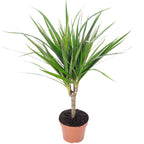 Dragonnier (Dracaena marginata) - Hauteur env. 35 cm, diamètre du pot 12 cm