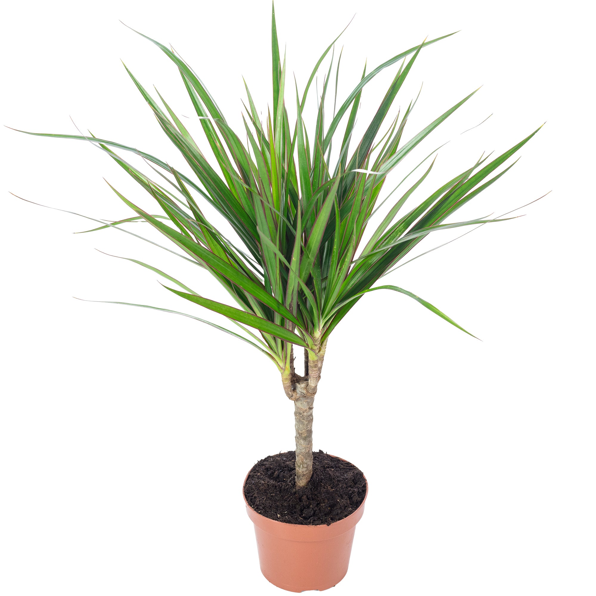 Dragonnier (Dracaena marginata) - Hauteur env. 35 cm, diamètre du pot 12 cm