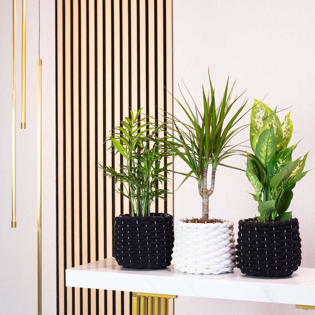 3er-Set Zimmerpflanzen Chamaedorea, Dieffenbachie, Dracaena - Topf-Ø 12 cm