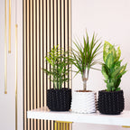 3er-Set Zimmerpflanzen Chamaedorea, Dieffenbachie, Dracaena - Topf-Ø 12 cm