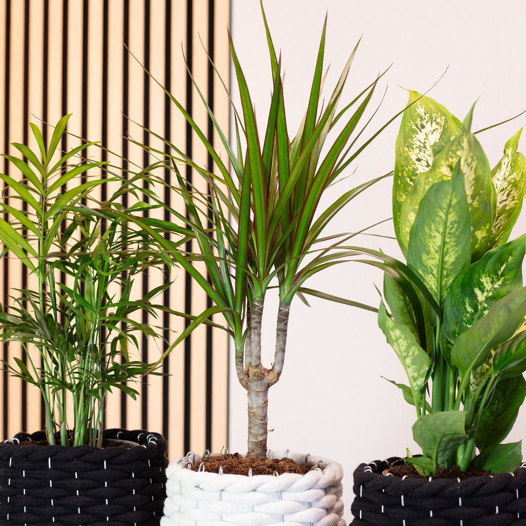 3er-Set Zimmerpflanzen Chamaedorea, Dieffenbachie, Dracaena - Topf-Ø 12 cm