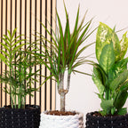 3er-Set Zimmerpflanzen Chamaedorea, Dieffenbachie, Dracaena - Topf-Ø 12 cm