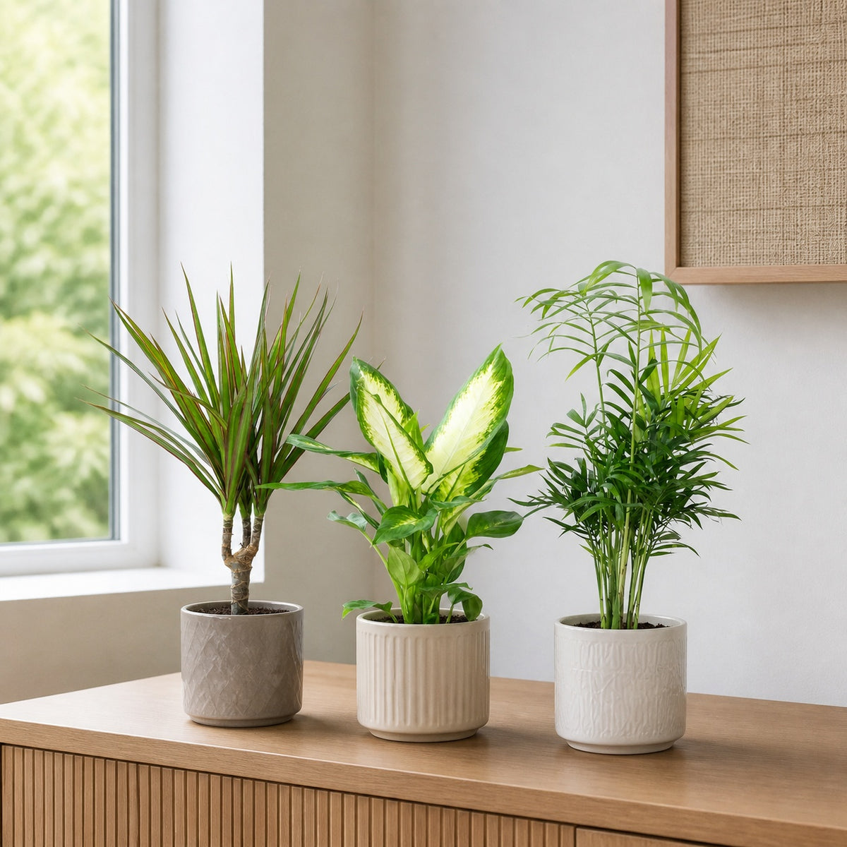 Set of 3 houseplants: Chamaedorea, Dieffenbachia, Dracaena - pot diameter 12 cm