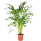 Golden Cane Palm - Areca Dypsis Lutescens - Height approx. 120 cm, pot diameter 24 cm