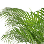 Golden Cane Palm - Areca Dypsis Lutescens - Height approx. 120 cm, pot diameter 24 cm