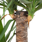 Palmlilie 2-stämmig - Yucca Elephantipes Palme 45/20 - Höhe ca. 80 cm, Topf-Ø 17 cm