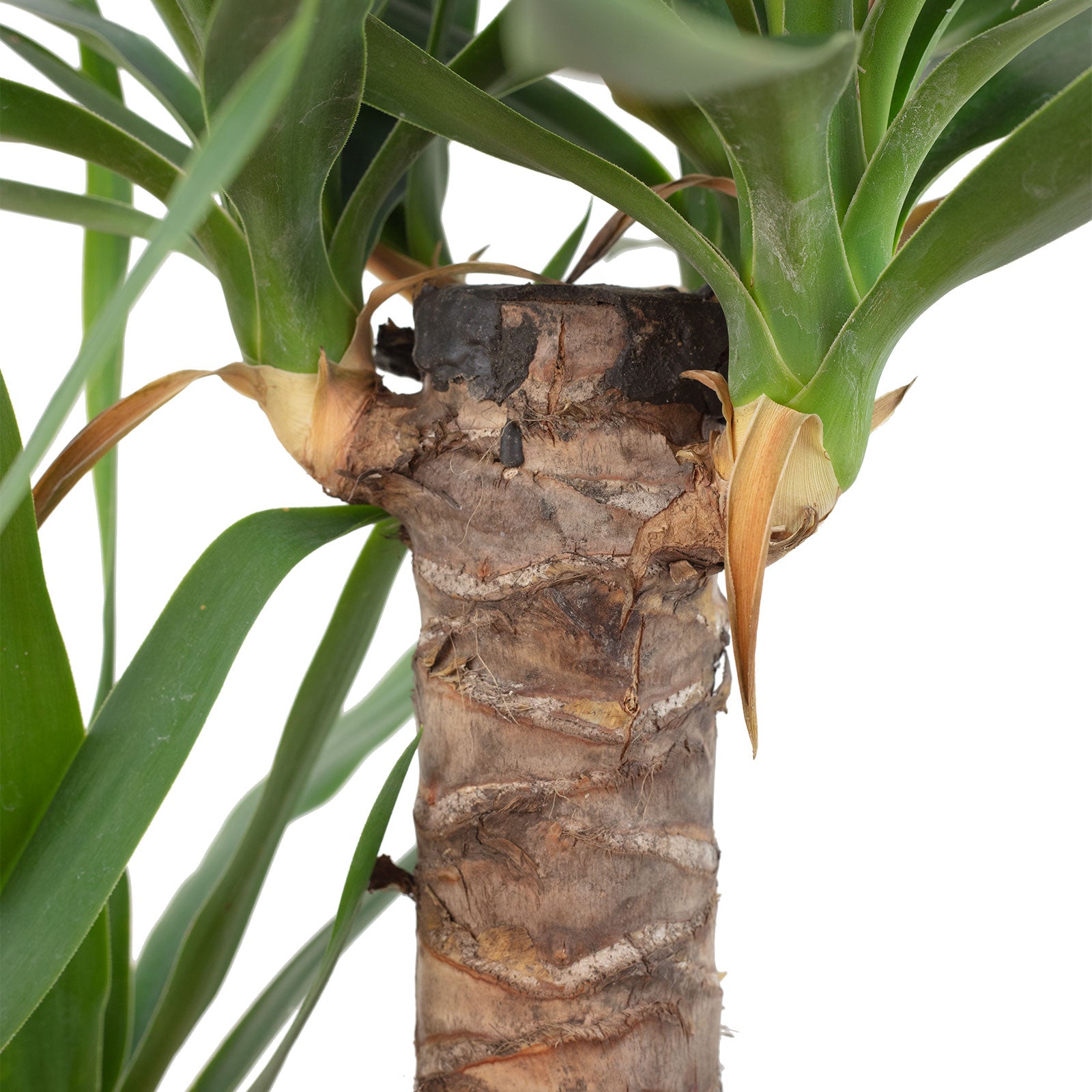 Palmlilie 2-stämmig - Yucca Elephantipes Palme 45/20 - Höhe ca. 80 cm, Topf-Ø 17 cm