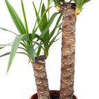 Palmlilie 2-stämmig - Yucca Elephantipes Palme 45/20 - Höhe ca. 80 cm, Topf-Ø 17 cm