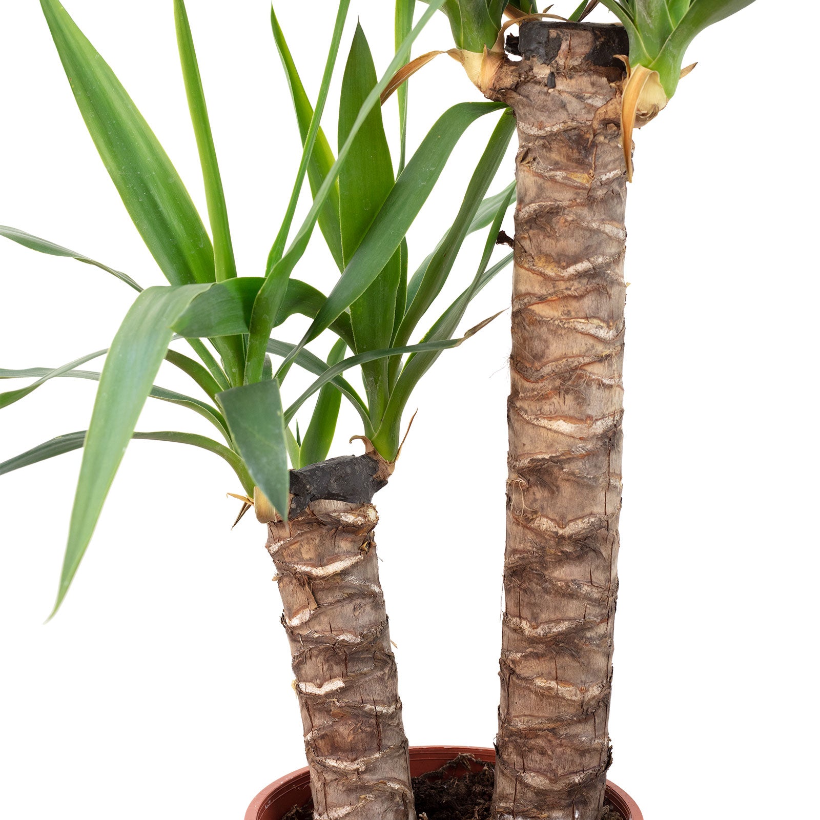 Palmlilie 2-stämmig - Yucca Elephantipes Palme 45/20 - Höhe ca. 80 cm, Topf-Ø 17 cm