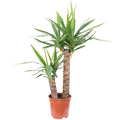 Palmlilie 2-stämmig - Yucca Elephantipes Palme 45/20 - Höhe ca. 80 cm, Topf-Ø 17 cm