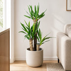 Triple-stemmed yucca - Yucca elephantipes palm 60/30/20 - Height approx. 95 cm, pot diameter 21 cm