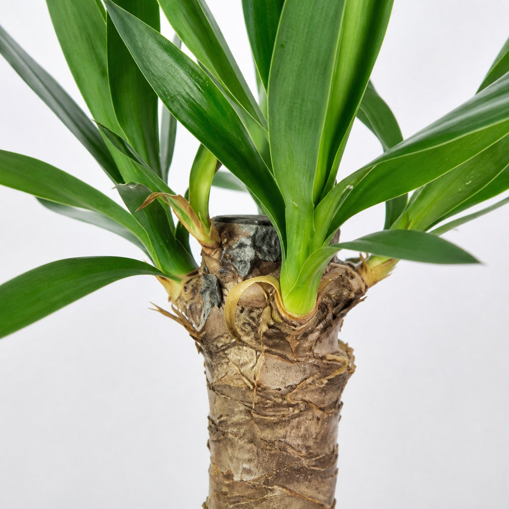 Triple-stemmed yucca - Yucca elephantipes palm 60/30/20 - Height approx. 95 cm, pot diameter 21 cm
