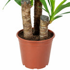Triple-stemmed yucca - Yucca elephantipes palm 60/30/20 - Height approx. 95 cm, pot diameter 21 cm