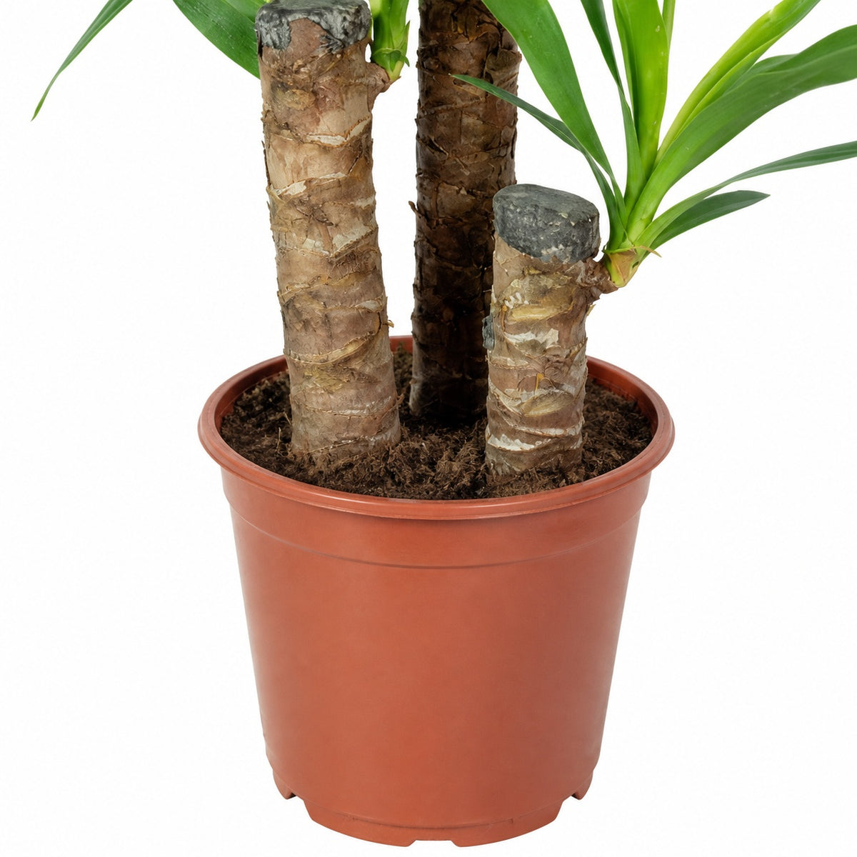 Triple-stemmed yucca - Yucca elephantipes palm 60/30/20 - Height approx. 95 cm, pot diameter 21 cm