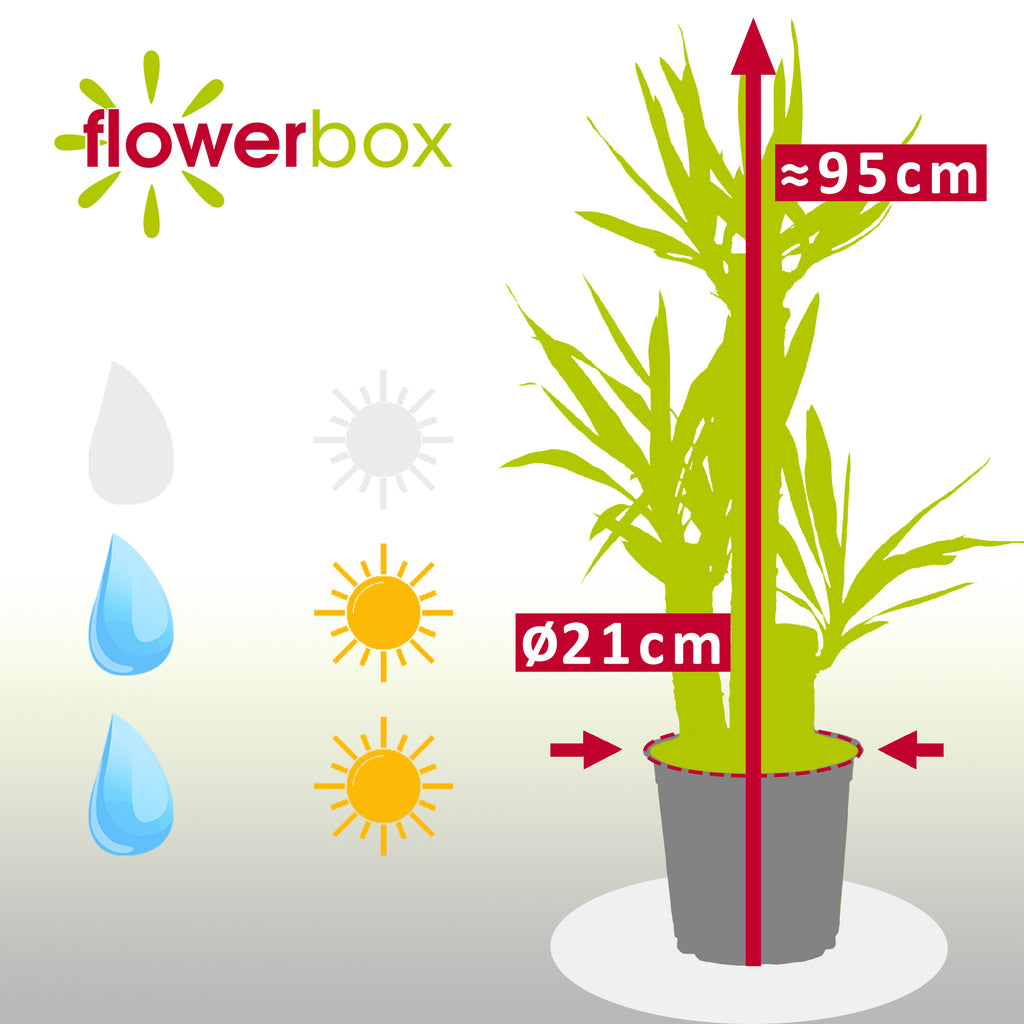 Palmlilie 3-stämmig - Yucca Elephantipes Palme 60/30/20 - Höhe ca. 95 cm, Topf-Ø 21 cm