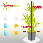 Palmlilie 3-stämmig - Yucca Elephantipes Palme 60/30/20 - Höhe ca. 95 cm, Topf-Ø 21 cm