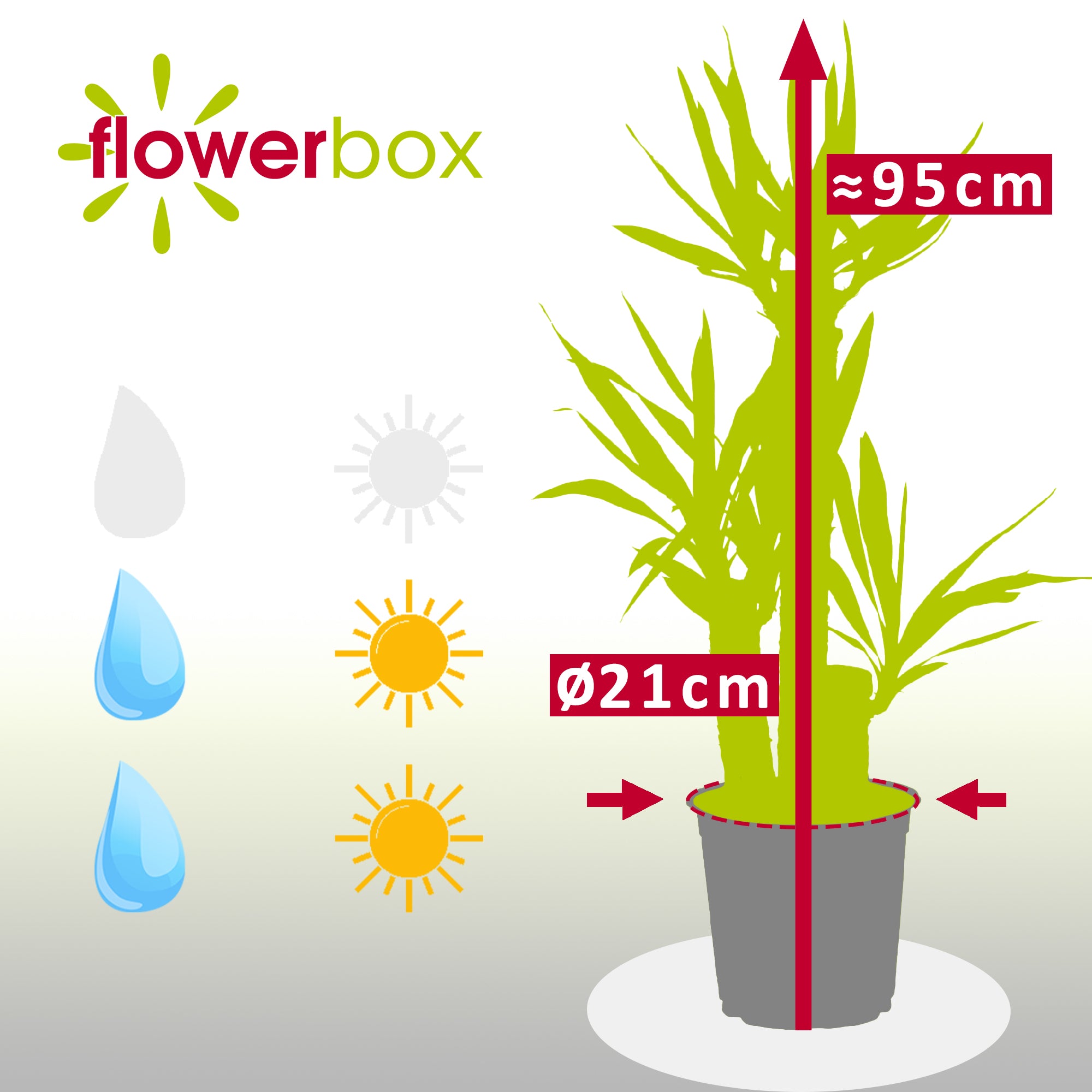 Palmlilie 3-stämmig - Yucca Elephantipes Palme 60/30/20 - Höhe ca. 95 cm, Topf-Ø 21 cm