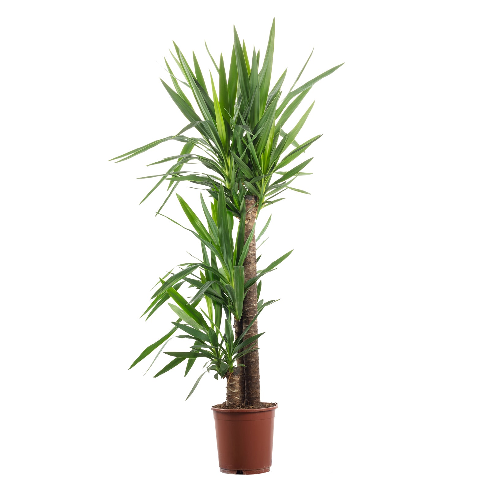 Palmlilie 3-stämmig - Yucca Elephantipes Palme 90/45/20 - Höhe ca. 135 cm, Topf-Ø 24 cm