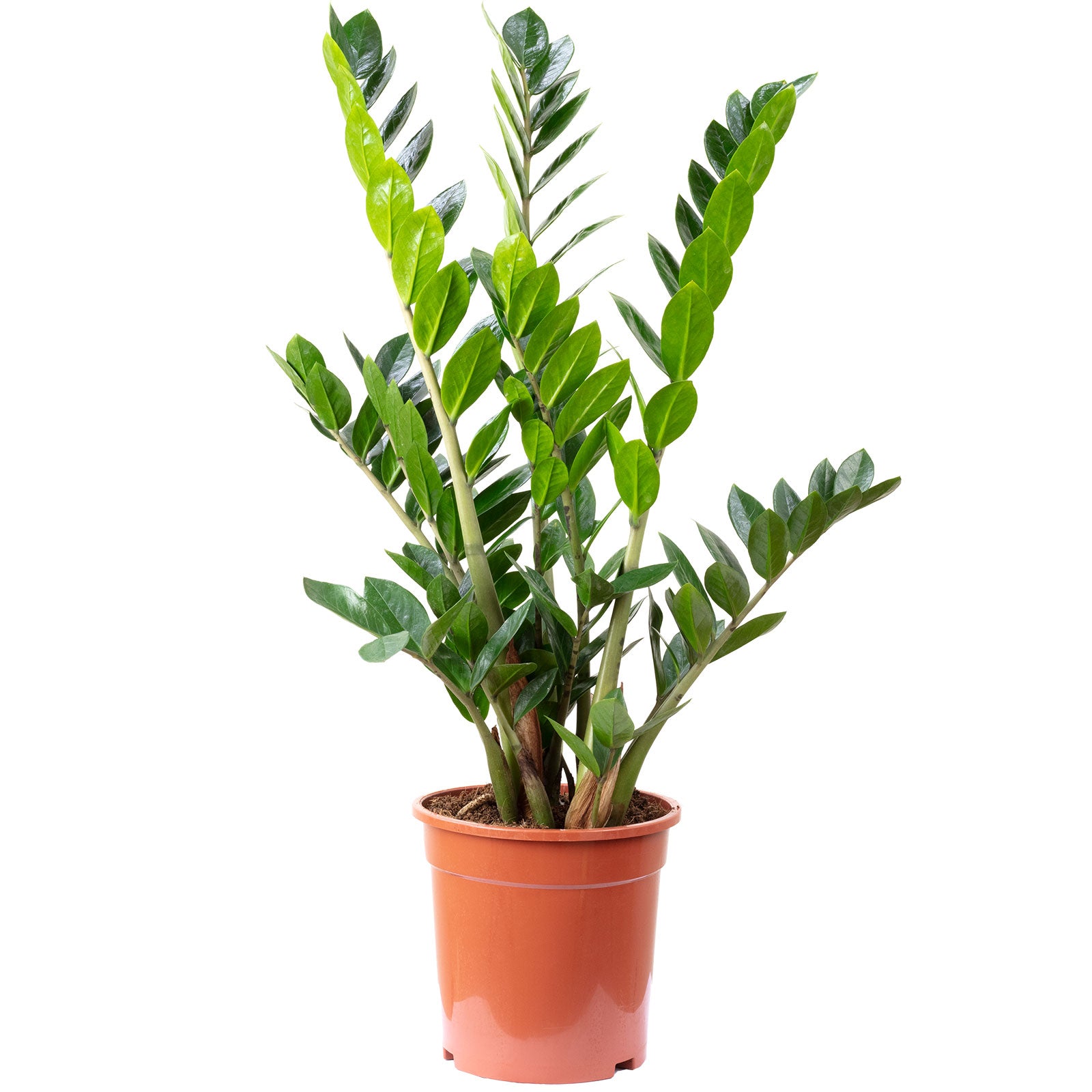 ZZ plant - Zamioculcas zamiifolia 9+ - Height 90 cm, pot diameter 21 cm