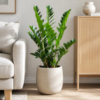 ZZ plant - Zamioculcas zamiifolia 9+ - Height 90 cm, pot diameter 21 cm