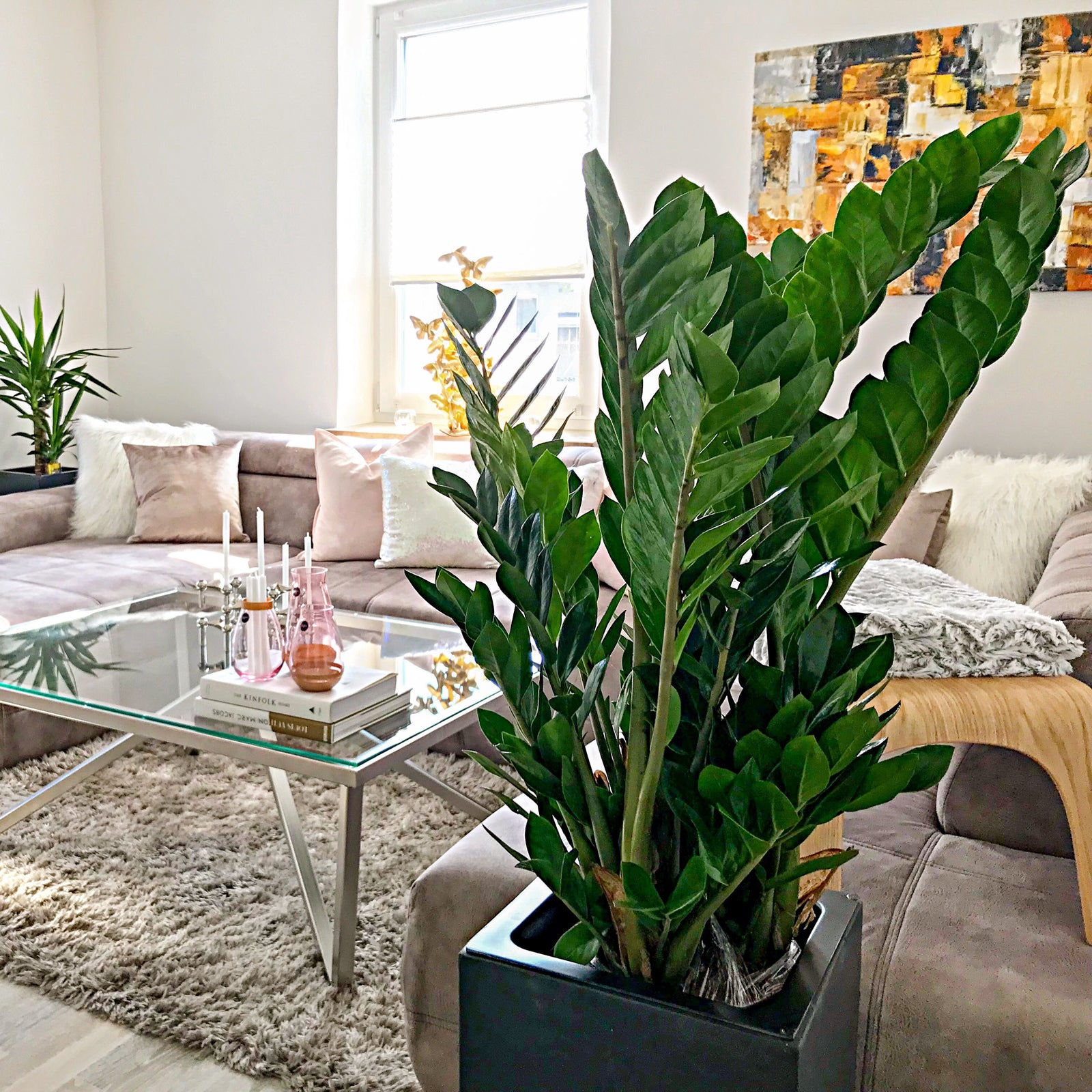 ZZ plant - Zamioculcas zamiifolia 9+ - Height 90 cm, pot diameter 21 cm