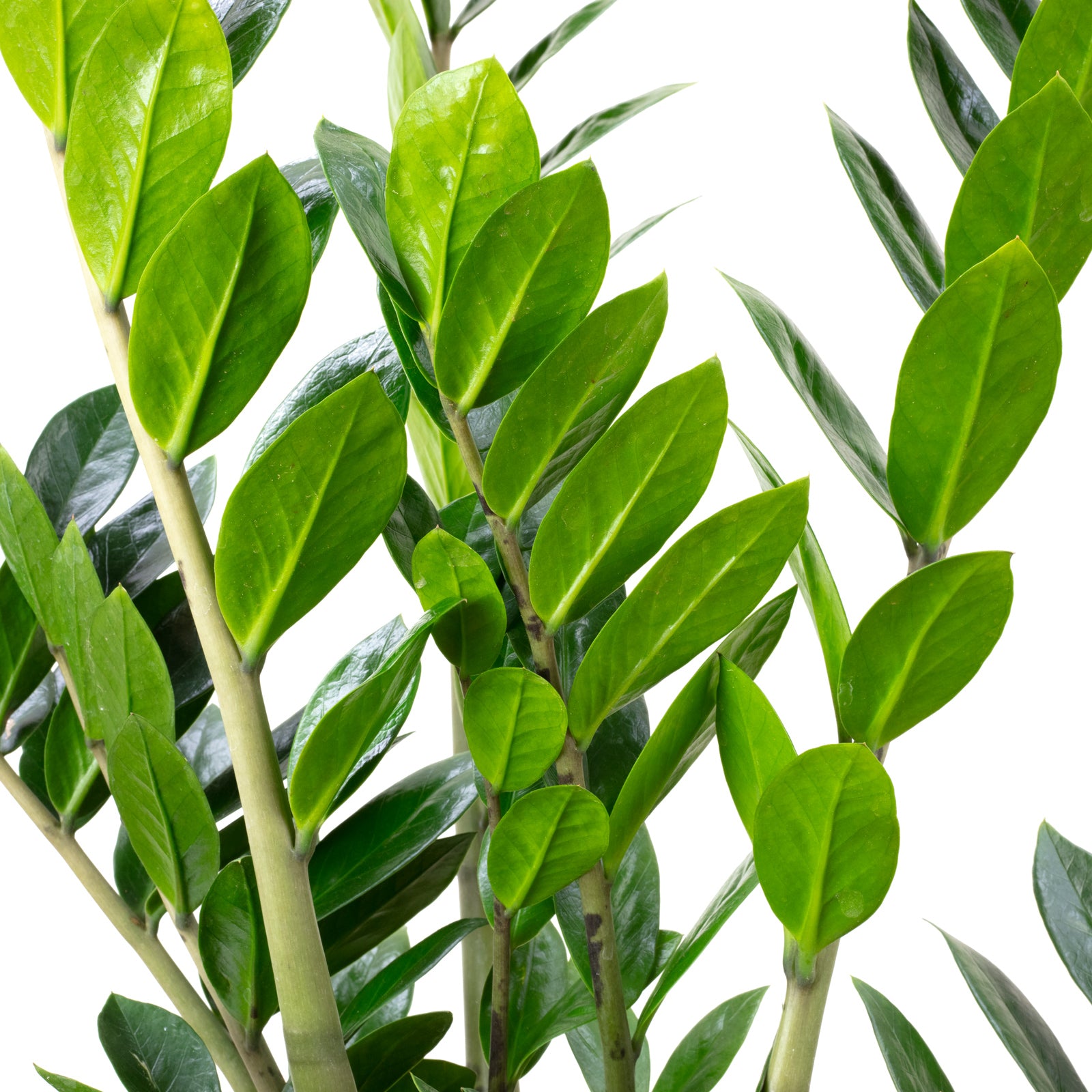 Glücksfeder - Zamioculcas zamiifolia 9+ - Höhe 90 cm, Topf-Ø 21 cm