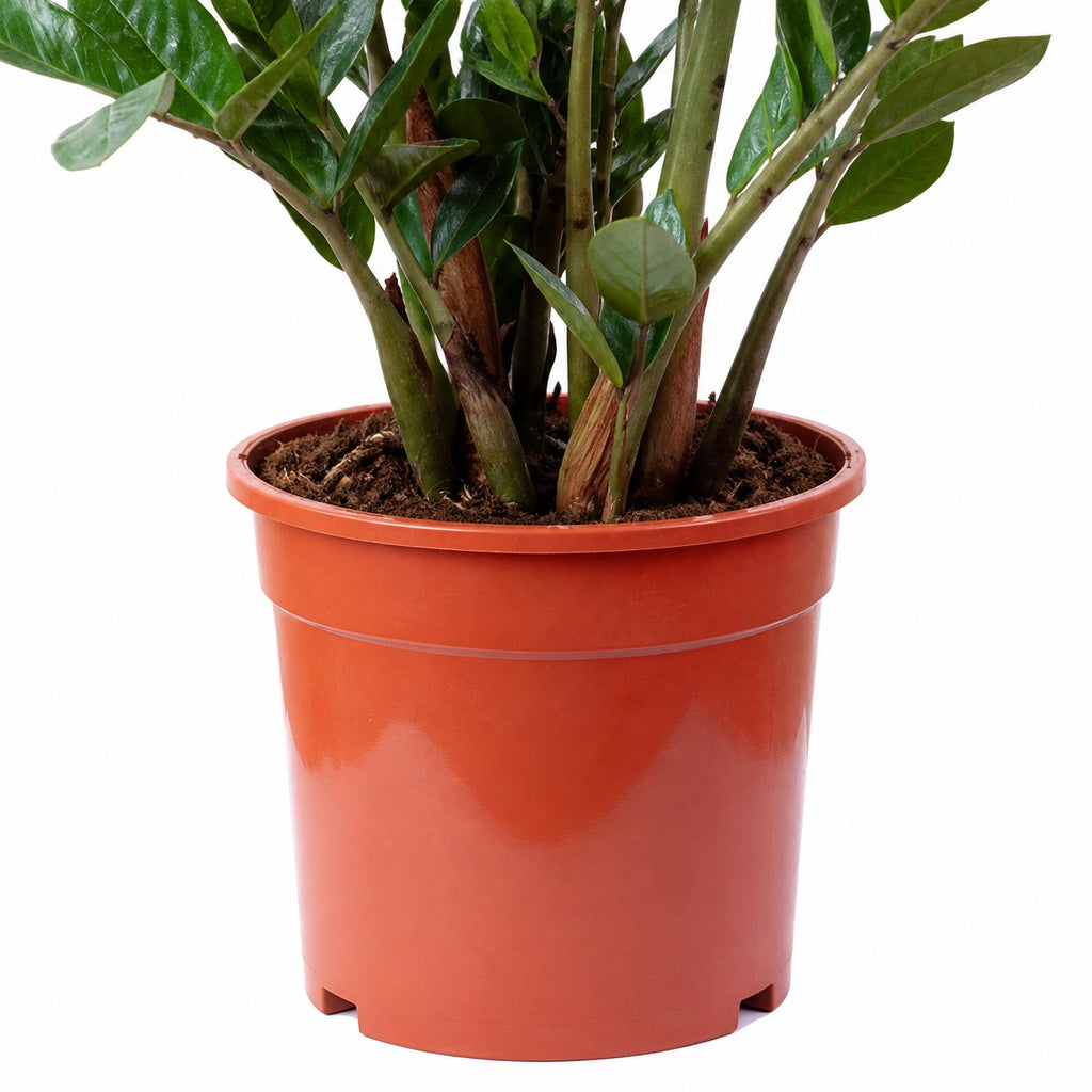 ZZ plant - Zamioculcas zamiifolia 9+ - Height 90 cm, pot diameter 21 cm