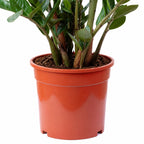 ZZ plant - Zamioculcas zamiifolia 9+ - Height 90 cm, pot diameter 21 cm