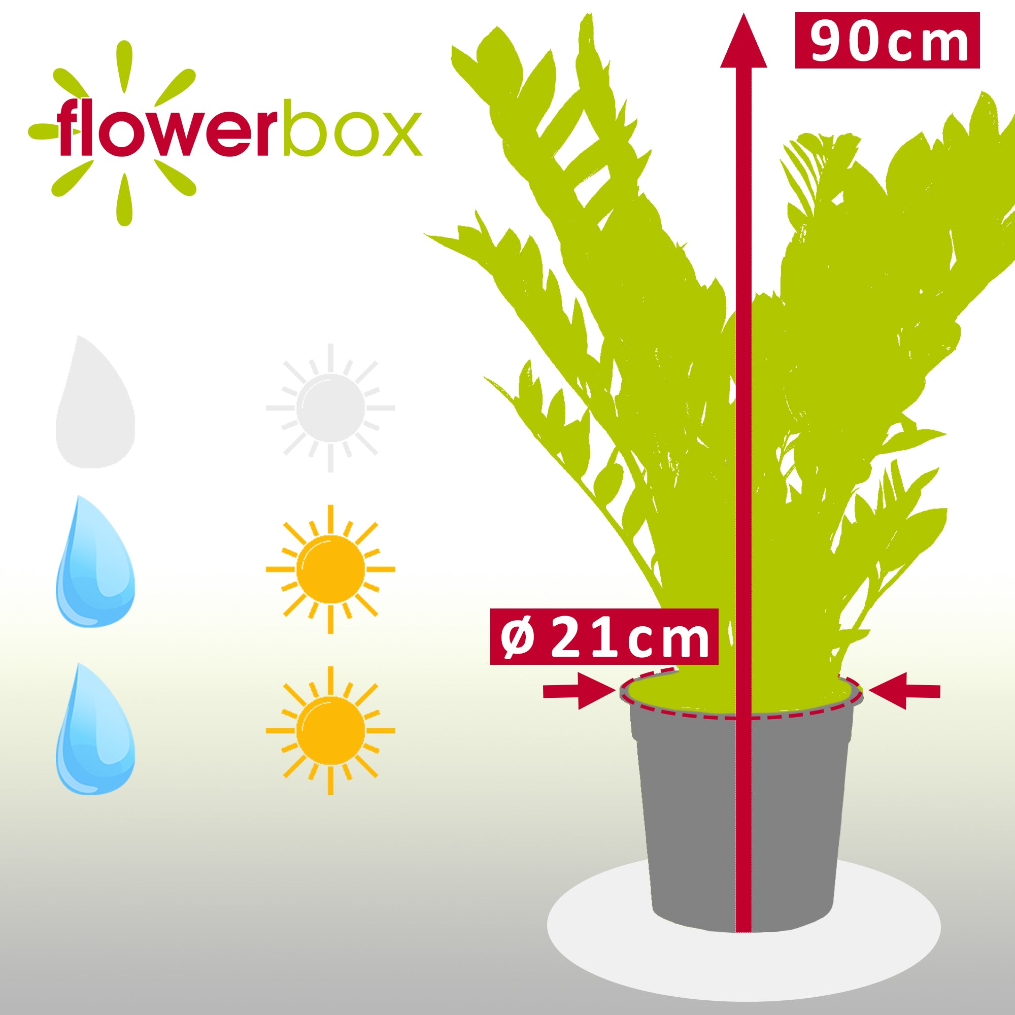 Glücksfeder - Zamioculcas zamiifolia 9+ - Höhe 90 cm, Topf-Ø 21 cm