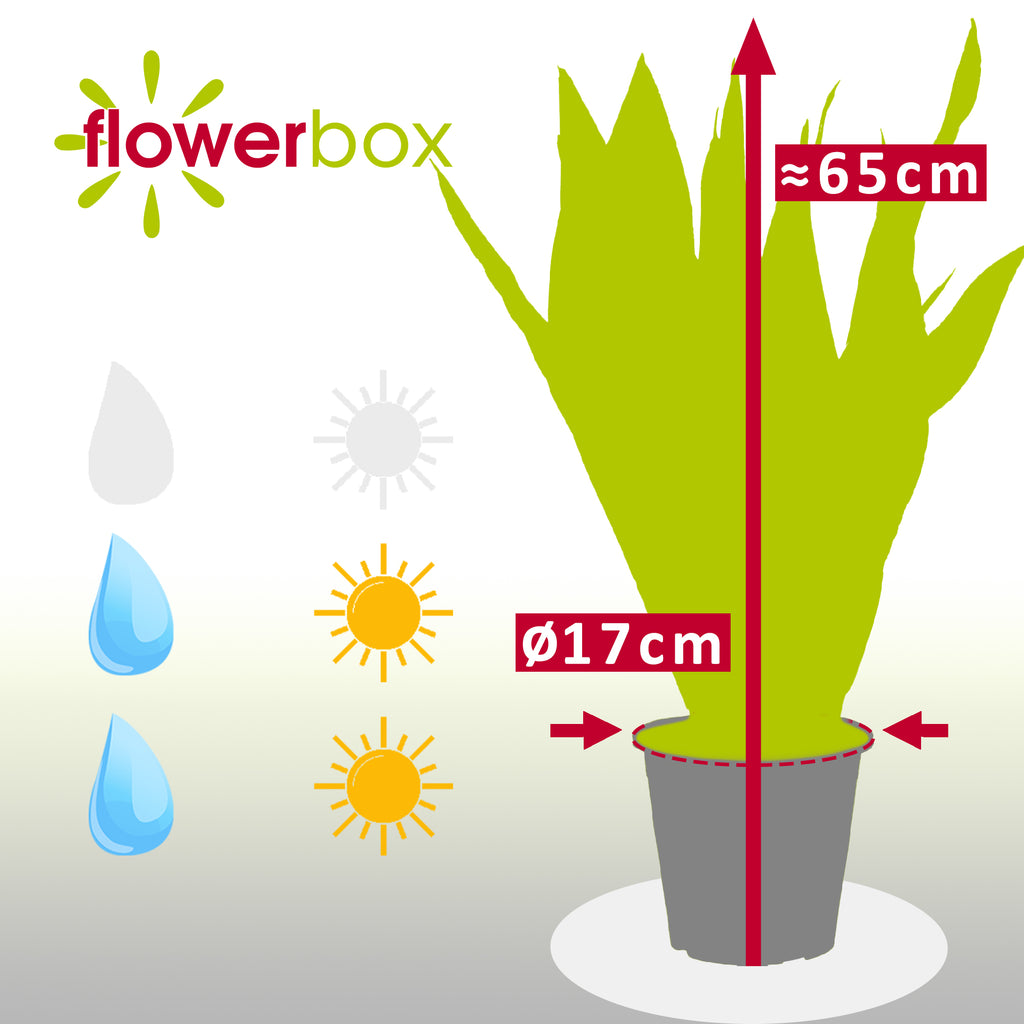 Bogenhanf - Sansevieria zeylanica - Höhe ca. 65 cm, Topf-Ø 17 cm